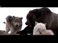 곰 vs 늑대 엄청난전투 어미곰은 새끼곰을 지키다 bear vs wolf