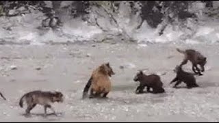 곰 vs 늑대 엄청난전투! 어미곰은 새끼곰을 지키다! Bear vs Wolf