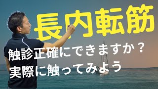 長内転筋を実際に触診してみた