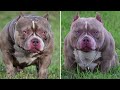 micro bully vs pocket bully what’s the difference