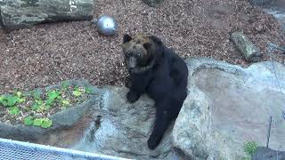 【上野動物園】エゾヒグマ Ezo Brown Bear　★2023.1.14★　日本で一番大きい動物