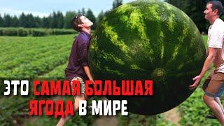 Топ 10 Самых Больших Ягод в Мире | Самый Большой Арбуз в Мире