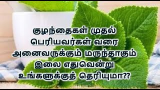 குழந்தைகள் முதல் பெரியவர்கள் வரை அனைவருக்கும் மருந்தாகும் இலை எதுவென்று உங்களுக்குத் தெரியுமா??