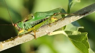 Male Black-legged Meadow Katydid stridulating, Hidden Lake