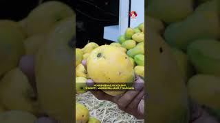 ఈ మామిడి తెలంగాణాలో ఎక్కువ దొరుకుతుంది #foodreview #mangofestival #mangovarieties #hyderabadfood