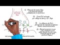 la sinapsis transmisión de información entre neuronas