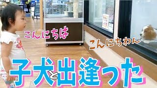 【笑顔満開🌸】子犬との出会いに大興奮する1歳3ヶ月の赤ちゃん　みはるんchannel