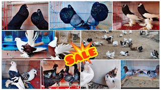 Fancy Kabootar Special || Fancy Pigeon Loft ||Indian Fantail || Kerala Fancy Kabootar ||