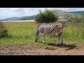 1 hour of stunning 4k zebra footage with relaxing music the ultimate sleep aid