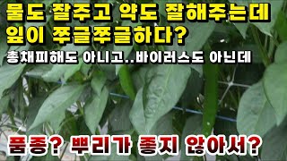 고추잎이 쭈글거리는 이유가 품종문제? 뿌리가 좋지 않아서?