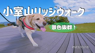 小室山に行ってきました　「人も犬もシニア」の伊豆高原移住生活