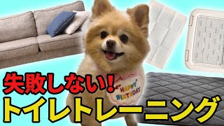 【犬のトイレのしつけ】失敗しなくなる方法を7歳ポメラニアンの飼育経験から解説