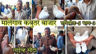 मालेगाव कबुतर बाजार सबसे सस्ता / Malegaon Bird Market 🕊️