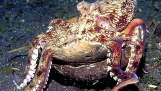 Science Today: Octopus Tool-Use | California Academy of Sciences