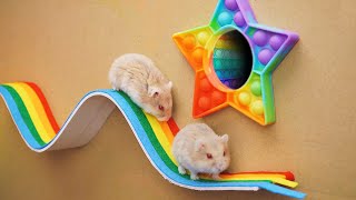 Hamster vs Pop It maze for pets 🐹 Hamster Escape in real life