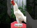 suara ayam berkokok