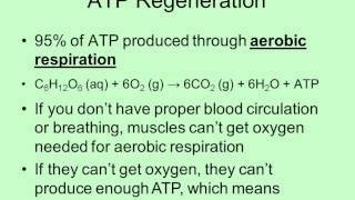 ATP Sources \u0026 Muscle Fatigue video 5