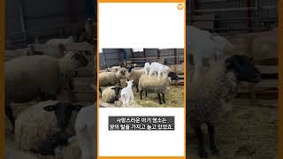 아기 염소의 징검다리가 되어준 양 아저씨 이야기 #shosrts