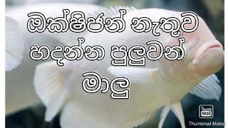 ඹක්ෂිජන් නැතුව හදන්න පුලුවන් මාලු