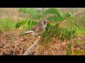 zebra finch bird sounds 1 hour my zebra finch singing sounds in the forest it looks very cute