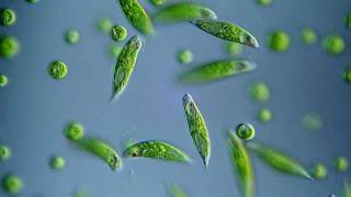 Euglena viridis - BF, DIC microscope 400x