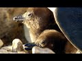 Saving Penguins In South Africa | BBC Earth Witness | BBC Studios