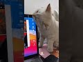 Cat bites Laptop screen and damaged it🤣|991|#shorts