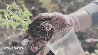 Day2. Going to the store. I soot different herbs and lettuce. Updating the flowerbed.