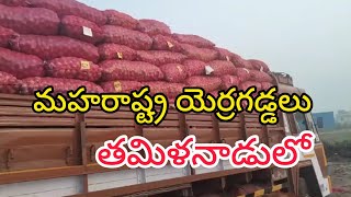 మహ రాష్ట్ర స్టేట్ ఎర్రగడ్డ లు తమిళనాడు విల్లుపురం లో