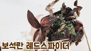 식물 소개 169편 - 묵은둥이 보석란 레드스파이더 심기