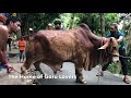 গরুর কুরবানীর সময় চরম পাগলামী বিশাল দেশাল গরু giant bull kurbani time the home of goru lovers