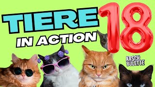 TIERE IN ACTION 18 | WAS KATZEN SO DENKEN!