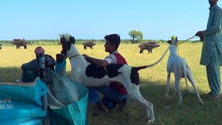 Pig Hunting with Dogs Kalakhtai Lahore - Soor ka Shikar all Pakistan - The Top Hunting