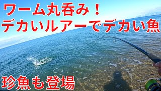 サーフでデカマゴチとヒラメが釣れ珍魚も登場