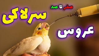 سرلاک دادن به جوجه عروس هلندی (نکات حیاتی + معرفی سرلاک) || hand feeding cockatiel and conures