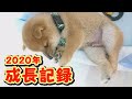 【豆柴】迎えてから2か月。大変貌！大成長！【子犬】