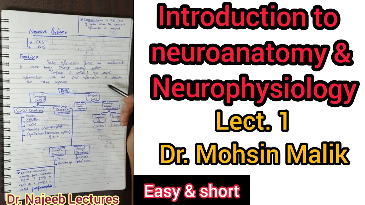 Introduction Of Neuroanatomy // Lecture 1 - YouTube