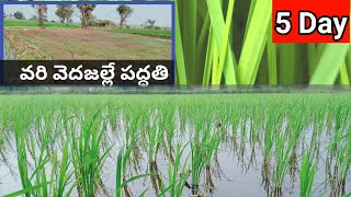 వరి సాగు విధానం|డ్రమ్ సిలిండర్|వరి వెదజల్లే పద్ధతి|Agriculture Raghu Ram