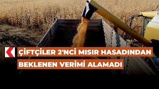 Çiftçiler 2'nci mısır hasadından beklenen verimi alamadı