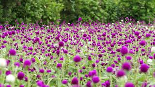 秋気配 「千日紅」 くじゅう花公園