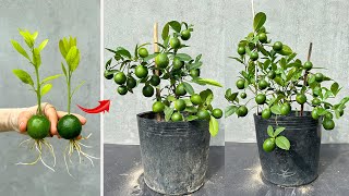 Video tutorial on two SPECIAL TECHNIQUES applied to propagating lemon trees at home for beginners