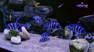 My new fish tank ... CYPHOTILAPIA GIBBEROSA BLUE ZAIRE.