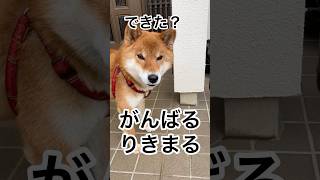 ’24.10.20 寝起きでも、がんばる　りきまる！ #柴犬 #柴犬のいる暮らし #柴犬の日常 #遠吠え #力丸