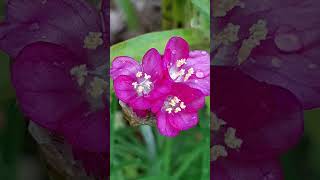 #flowers #flowergarden #四季の花 #rose #林部智史 #garden 🌹🏵️🌼