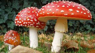 Cystobasidiomycetes | Wikipedia audio article