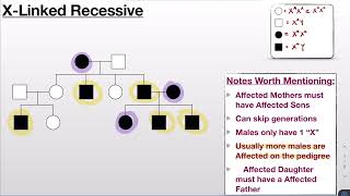Pedigree: X-Linked Recessive (p60)