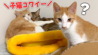 暴れん坊の子猫から逃げた先輩猫たちが身を寄せ合って震えていました…