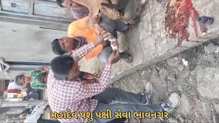 વાહન ધીમે ચલાવો અને અબોલ જીવોને બચાવો... #shortvideo #viralvideo