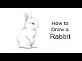 How To Draw Rabbit (Baby Bunny)