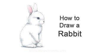 How To Draw Rabbit (Baby Bunny)